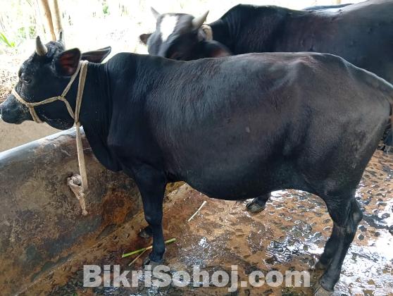 কালো কোরবানির গরু বিক্রি হবে